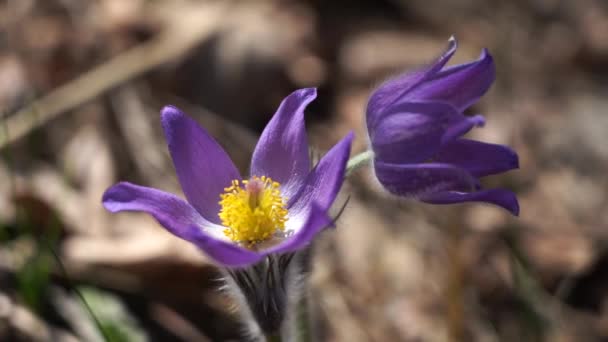 Krokus północny w lesie z zamazanym tłem, Krokus preriowy, dym preriowy lub kwiat paskowy — Wideo stockowe