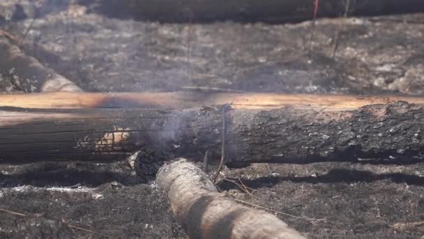 Φωτιά στο δάσος, στάχτη και καμένο δέντρο με καπνό μετά τη φωτιά — Αρχείο Βίντεο