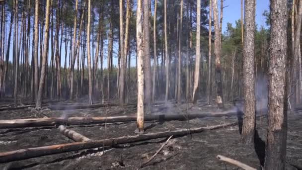 Feu dans la forêt, frêne et arbre brûlé avec de la fumée après le feu — Video