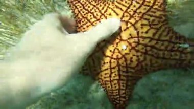Snorkeler found big orange starfish in the clear blue water. concept of vacation and holiday 