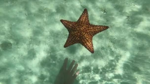 Hand of human letting go starfish in the clear blue water. concept of care in and respect for nature — Wideo stockowe