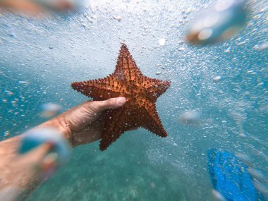 Denizyıldızını suyun altında tutan şnorkelçinin eli. Seyahat ve Macera kavramı