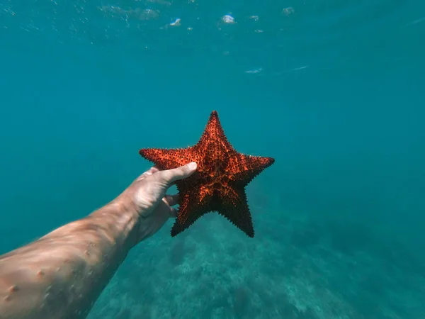 Рука снорклера тримає під водою морську зірку з бульбашками на передньому плані. концепція відпустки та подорожей — стокове фото