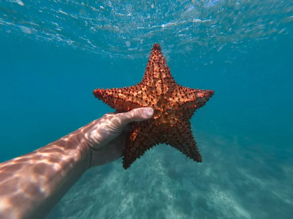 Рука снорклера тримає морську зірку під водою. концепція подорожей і пригод — стокове фото