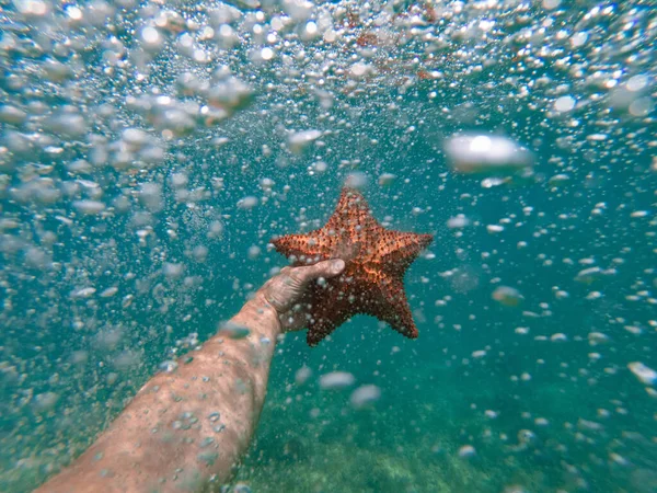 Рука снорклера тримає морську зірку під водою. концепція подорожей і пригод — стокове фото