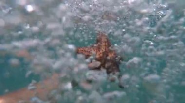 Bir şnorkelli, deniz yıldızını suyun altında ağır çekimde bir sürü baloncukla tutuyor. Tatil, tatil ve seyahat kavramı 