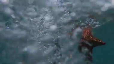 Şnorkelle yüzen bir adam suya su sıçratarak su altı kamerası koyuyor ve ağır çekimde bir sürü baloncuklu denizyıldızı tutuyor. Aktif ve sağlıklı yaşam tarzı kavramı.