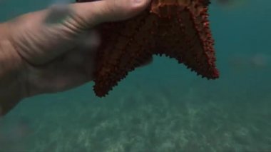 Bir şnorkelli, deniz yıldızını suyun altında ağır çekimde bir sürü baloncukla tutuyor. Seyahat ve Macera kavramı