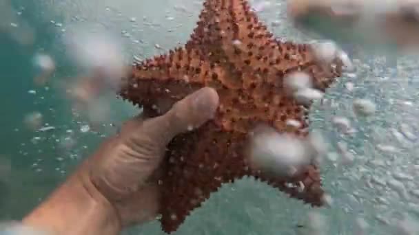 Рука снорклера тримає морську зірку під водою з великою кількістю бульбашок у повільному русі. концепція подорожей, підводного життя та дайвінгу — стокове відео