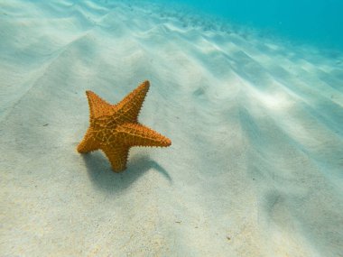 Kumun üzerindeki deniz yıldızı. Tatil ve seyahat kavramı 
