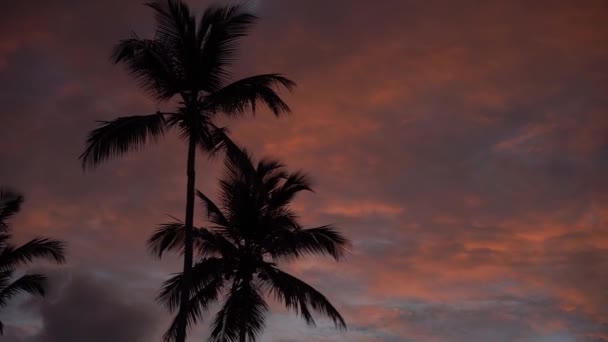 劇的な雲とヤシの木のシルエットで熱帯の夕日。目的地と旅行のコンセプト. — ストック動画