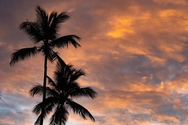 Tropical Sunset With Palm Tree silhouette with dramatic clouds. Destination and travel concept. — Stock Photo, Image