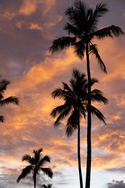 Palmiye ağacı siluetiyle dramatik bulutlu tropik günbatımı. Tatil ve seyahat kavramı.