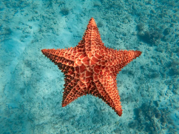 Величезна червона морська зірка під водою в блакитному чистому морі. концепція свята, покликання та розслаблення — стокове фото