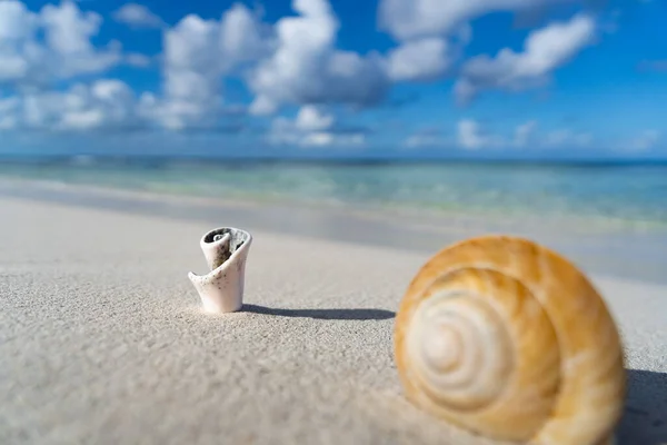 Snäckskal på den vita sandstranden, blå himmel och klart vatten, kopiera utrymme. Begreppet semester och resor — Stockfoto