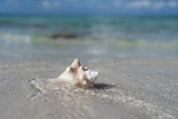 Seashell na bílé písečné pláži s vlnou a kopírovat prostor. Koncept dovolené a cestování — Stock fotografie