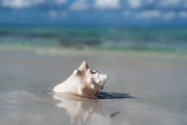 Seashell na bílé písečné pláži, modré nebe a kopírovat prostor. Koncept dovolené a cestování — Stock fotografie