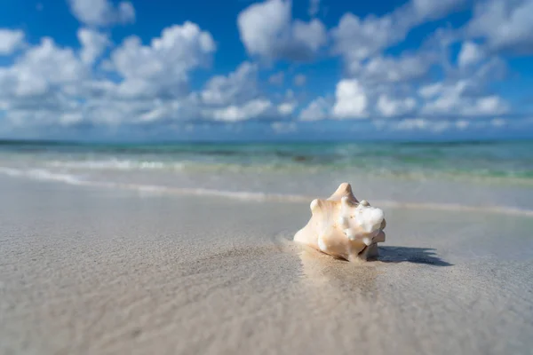 Сірка на пляжі з білим піском, блакитне небо та місце для тексту. Концепція відпустки та подорожей — стокове фото