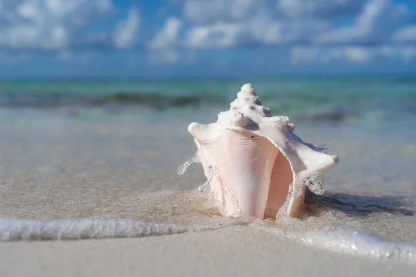 Seashell en la playa de arena blanca, cielo azul y espacio para copiar. Concepto de vacaciones y viajes —  Fotos de Stock