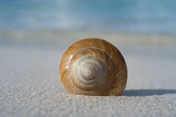 Mořská mušle na bílé písečné pláži. Koncept dovolené a cestování — Stock fotografie