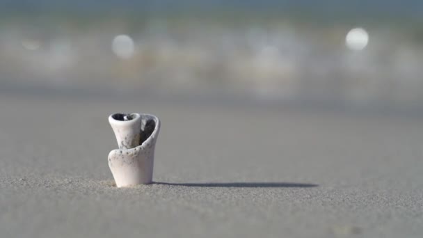 Onda vem para concha minúscula na praia de areia branca em câmera lenta. Conceito de férias e viagens — Vídeo de Stock