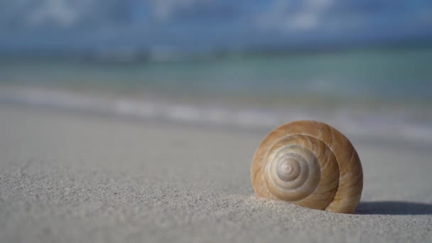 Dalga, beyaz kumsaldaki deniz kabuğuna ağır çekimde geliyor. Tatil ve seyahat kavramı — Stok video