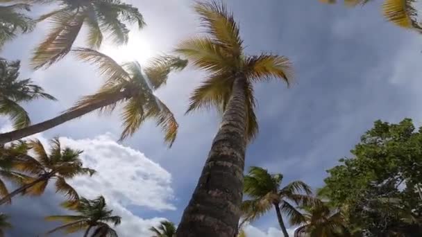 Bajo ángulo de palmeras con cielo azul. Vacaciones tropicales y concepto de viaje — Vídeos de Stock