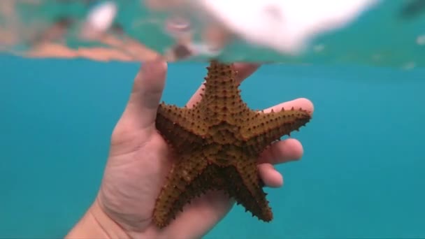 Mano de snorkeler sosteniendo estrellas de mar bajo el agua en cámara lenta. concepto de viajes y aventuras — Vídeos de Stock
