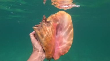 Suyun altında deniz kabuğu tutan şnorkelli adamın eli. Seyahat, meslek ve macera kavramı 