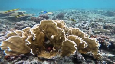 Mercan yapısının yanındaki renkli balıklar su altında. Tatil ve şnorkelle yüzme kavramı