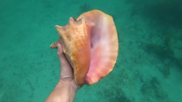 Hand van snorkelende man met enorme schelphoorn onder water. Reisconcept, roeping en avontuur — Stockvideo