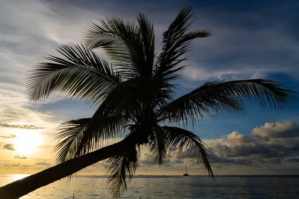 Zachód słońca na tropikalnym morzu z palmą. Lato, wakacje, tropikalny ośrodek i koncepcja podróży. przestrzeń kopiowania — Zdjęcie stockowe