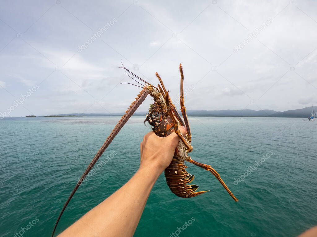 Fishermans hand Holding Spiny Lobsters on the sea background. Seafood concept 