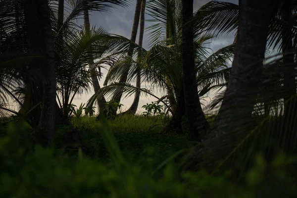 ヤシの木と美しいジャングルの中で夕暮れの光。冒険と旅行のコンセプト — ストック写真