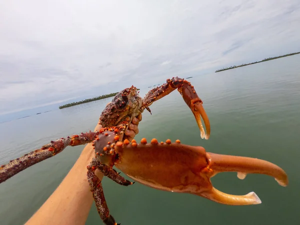 Ruka drží obrovské červené krab na mořském pozadí — Stock fotografie