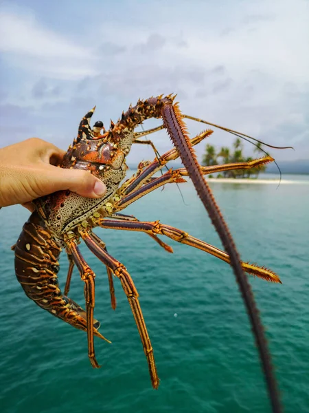 Fishermans hand Holding Spiny Lobsters on the sea background. Seafood concept — Stock Photo, Image