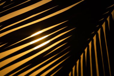 Büyük palmiye yaprağının arkasında tropik turuncu gün batımı. Geniş afiş tropikal arkaplan