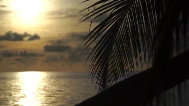 Büyük palmiye yaprağının siluetinin arkasında ağır çekimde tropik turuncu gün batımı. Tatil ve seyahat kavramı