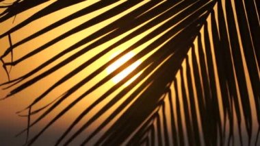 Büyük palmiye yaprağının siluetinin arkasında ağır çekimde tropik turuncu gün batımı. Tatil ve seyahat kavramı