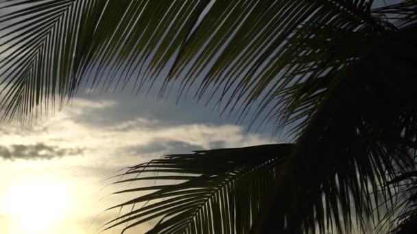 Tropische oranje zonsondergang achter silhouet van groot palmblad in slow motion. Resort- en wellnessconcept — Stockvideo