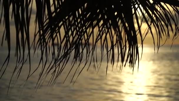 Tropische oranje zonsondergang achter silhouet van groot palmblad in slow motion. Vakantie en reizen concept — Stockvideo