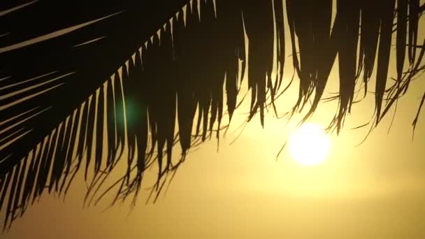 Tropische oranje zonsondergang achter silhouet van groot palmblad in slow motion. Tropisch klimaat vakantie concept — Stockvideo