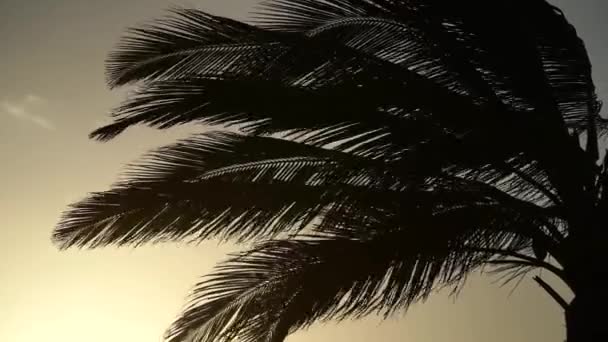 Puesta de sol en el mar tropical con palmera durante el fuerte viento. Aventura, vacaciones, clima tropical y concepto de viaje — Vídeo de stock