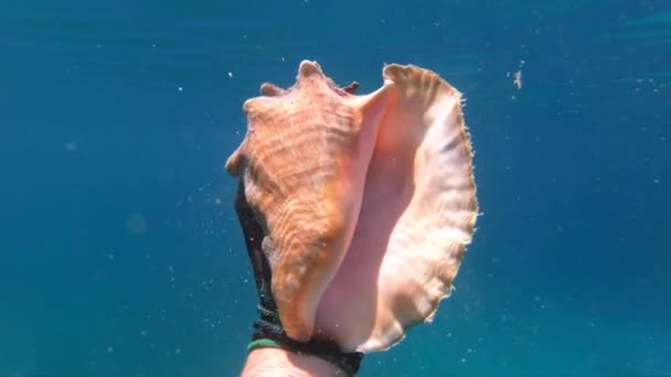Hand snorkling man håller enorma snäckskal under vatten. Begreppet resa, kallelse och äventyr — Stockvideo