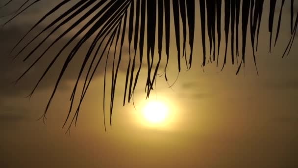 Tropische oranje zonsondergang achter silhouet van groot palmblad in slow motion. Resort- en wellnessconcept — Stockvideo