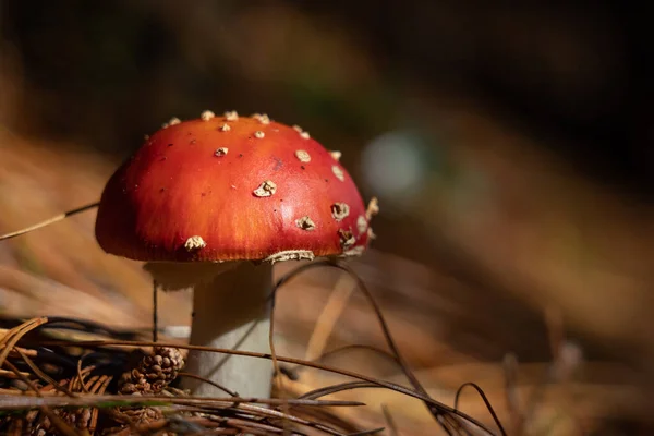 Крупним планом гриби літають агаром на осінньому лісовому фоні. токсична і галюциногенна червона отруйна амангіта мускарія . — стокове фото