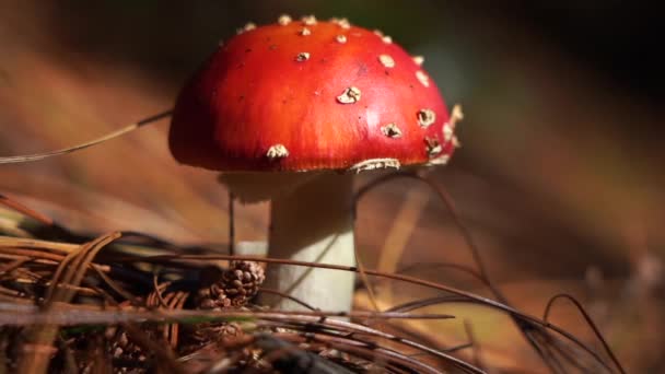 Zblízka houby létat agarické v podzimním lese pozadí. toxický a halucinogen červený jedovatý amanita muscaria. — Stock video