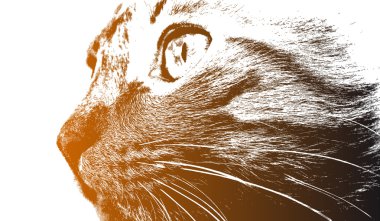 Bir kedi Başkanı yakın çekim.  