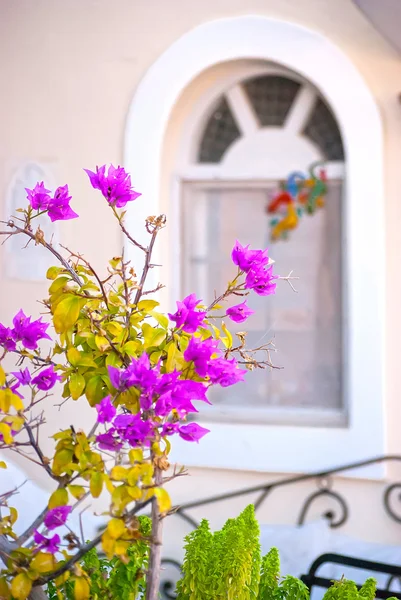 Oia Santorini — Stock Photo, Image