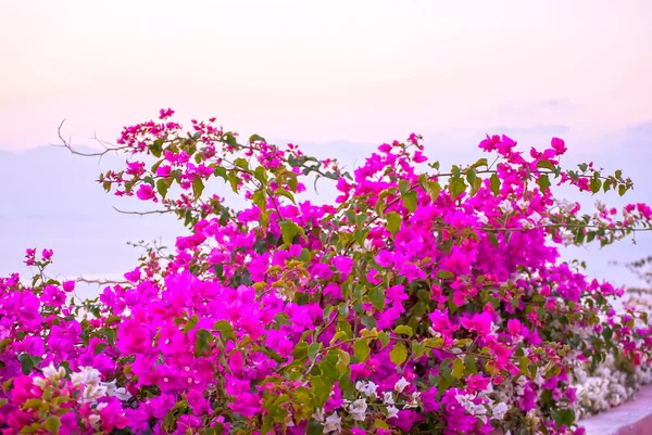 Oia Santorini — Stock Photo, Image